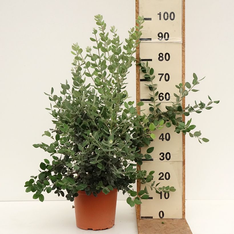 Metrosideros excelsa 7.5L/10L pot sample as delivered in autumn