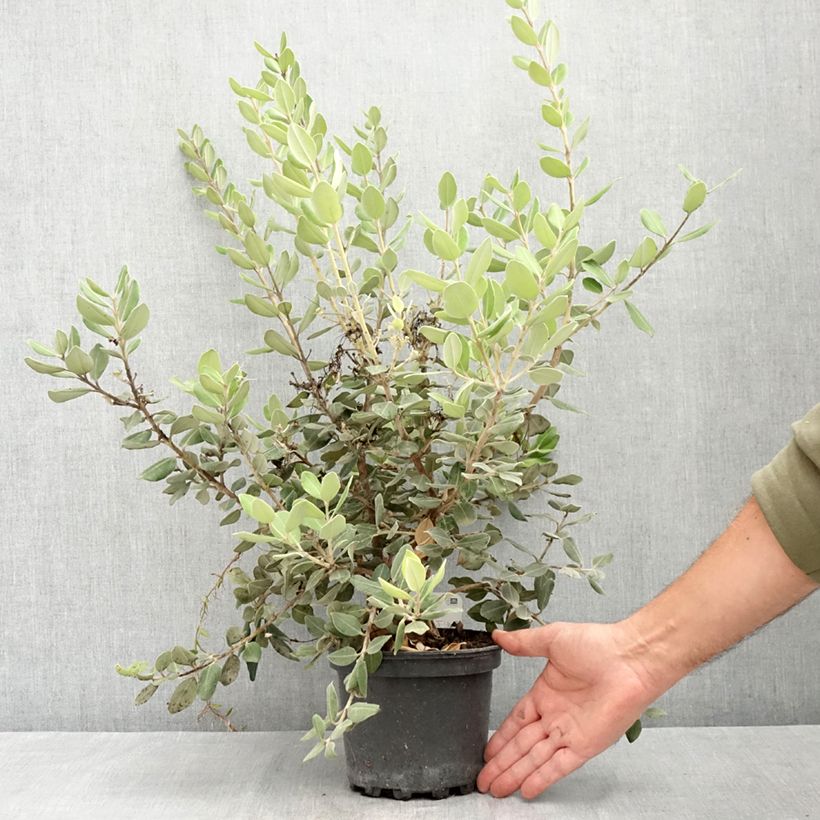 Metrosideros excelsa Aurea 2L/3L pot sample as delivered in summer