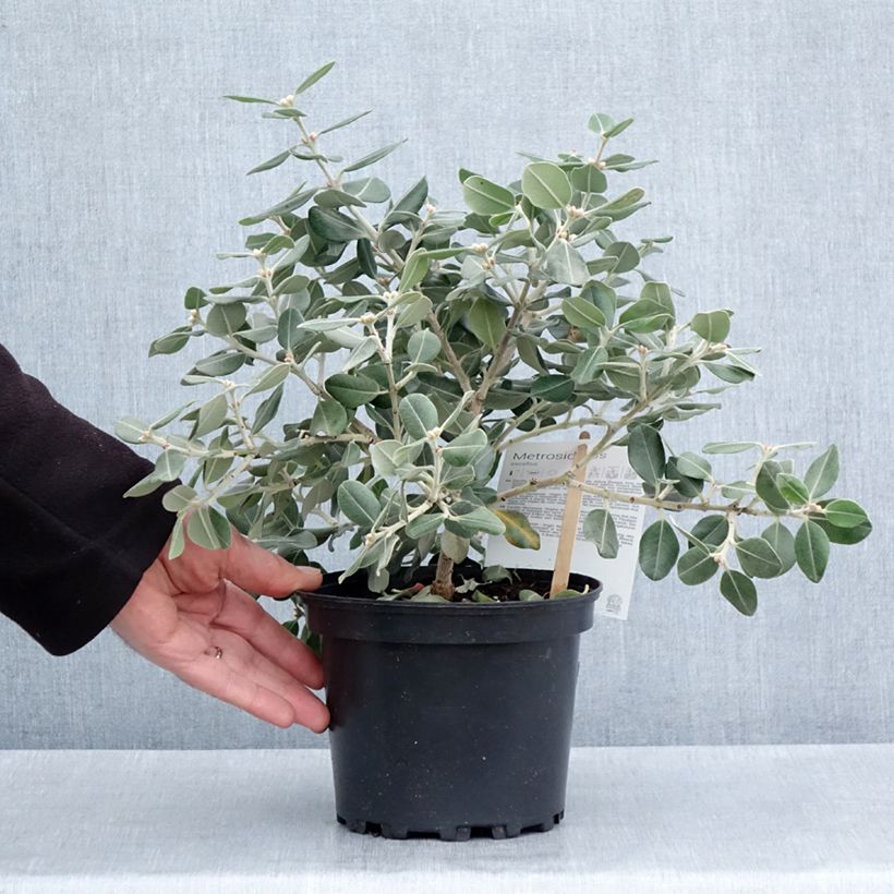 Metrosideros excelsa Aurea 2L/3L pot sample as delivered in spring