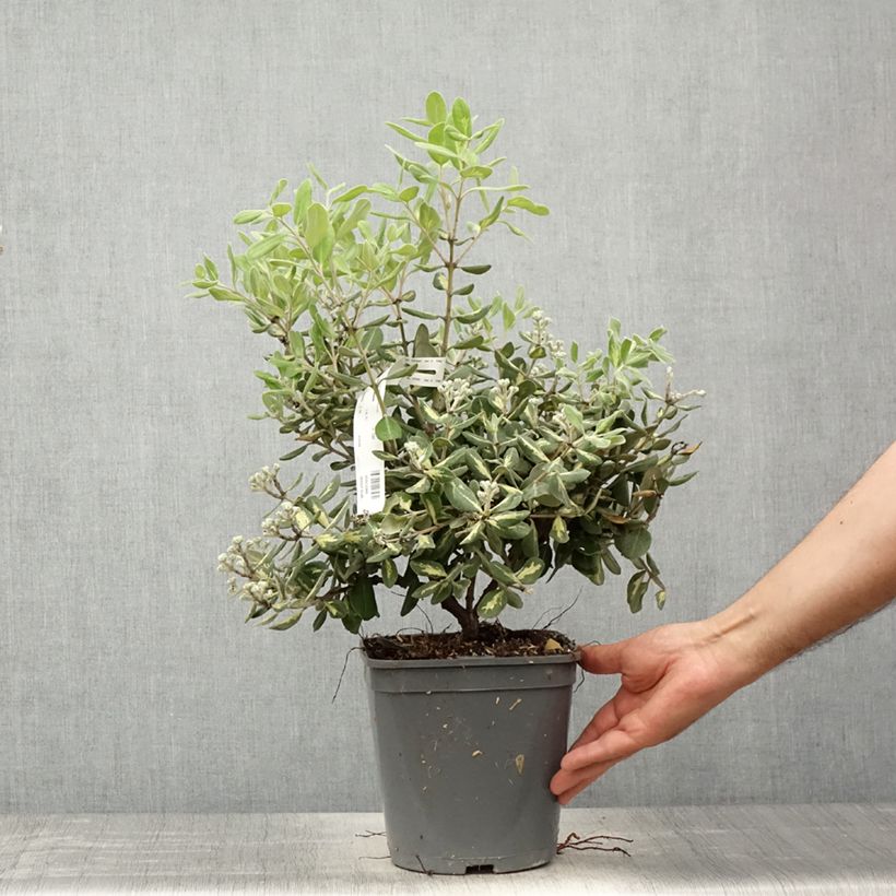 Metrosideros kermadecensis Aureomarginata 4L/5L pot sample as delivered in spring