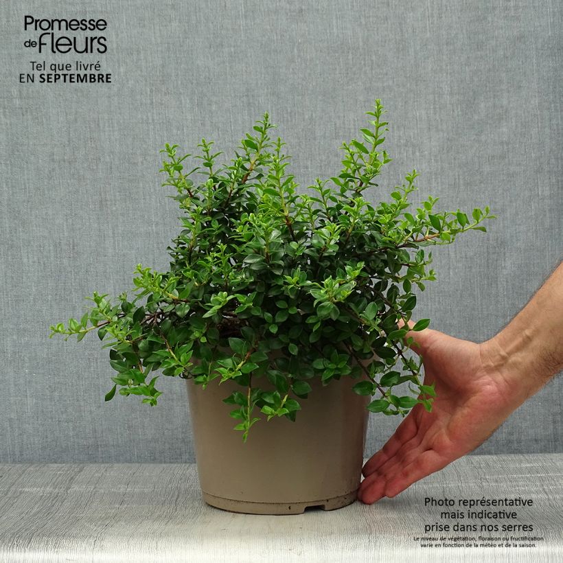 Metrosideros carminea Ferris Wheel 3L/4L pot sample as delivered in autumn