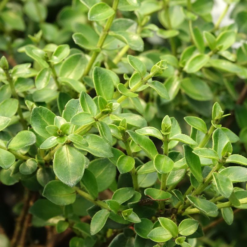 Metrosideros carminea Ferris Wheel (Foliage)