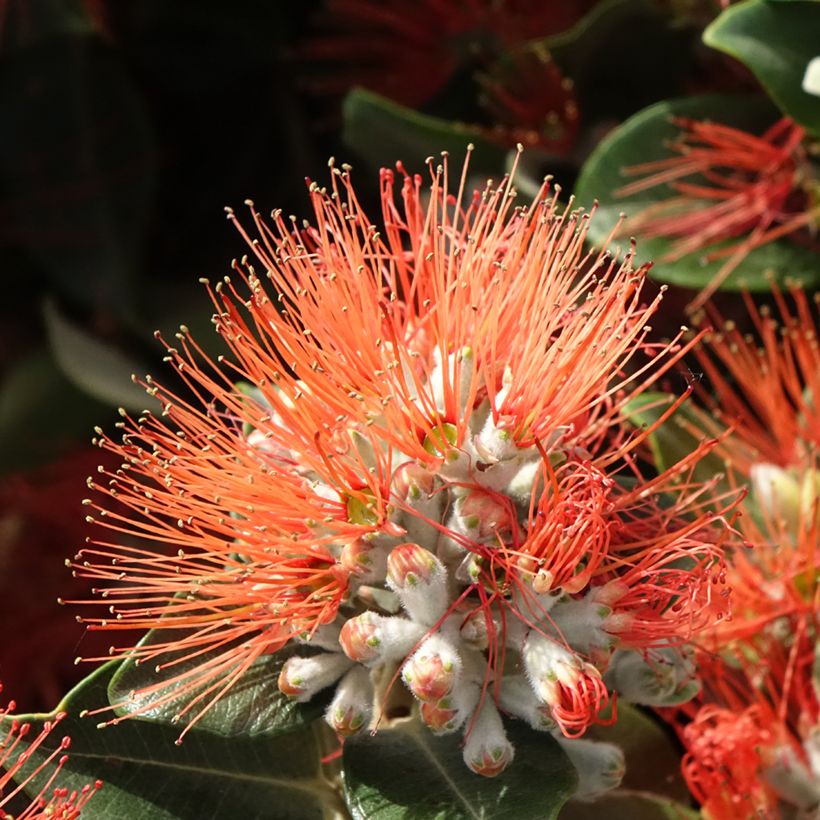 Metrosideros collina Thomasii (Flowering)