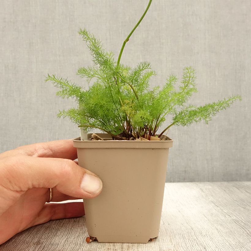Meum athamanticum 8/9 cm pot sample as delivered in autumn
