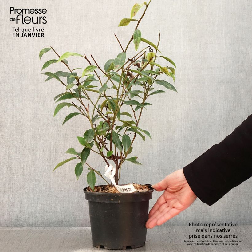 Michelia figo 2L/3L pot sample as delivered in winter