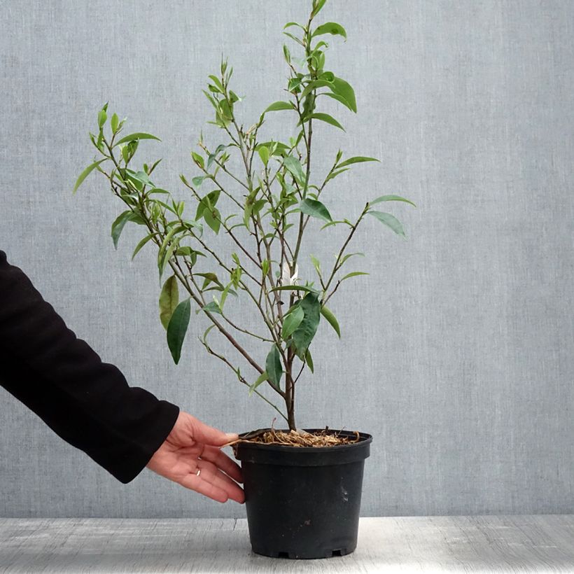 Michelia figo 2L/3L pot sample as delivered in spring