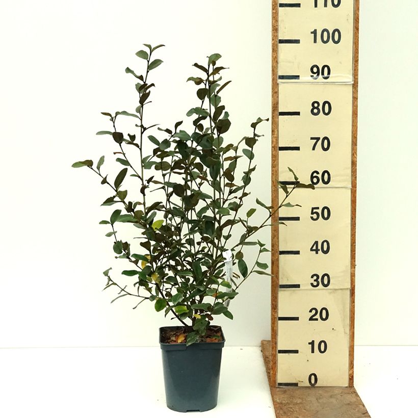 Magnolia yunnanensis Gails Favourite 4L/5L pot sample as delivered in autumn