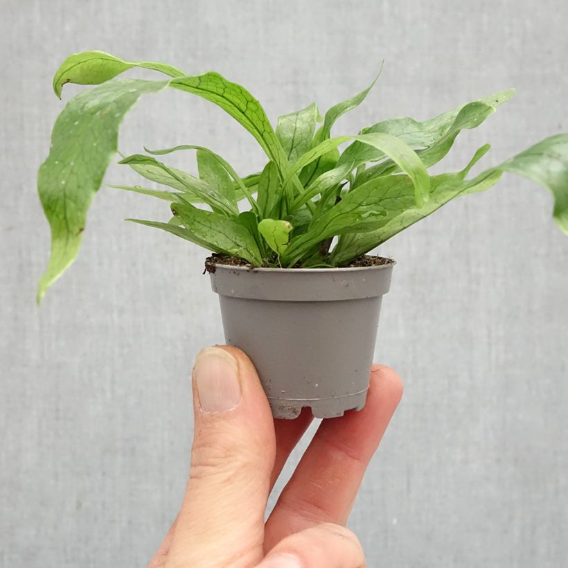 Microsorum musifolium Crocodyllus - Crocodile fern mini plant sample as delivered in spring