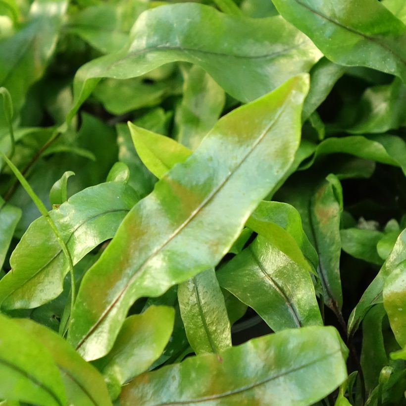 Microsorum pteropus  - Fougère de Java (Foliage)