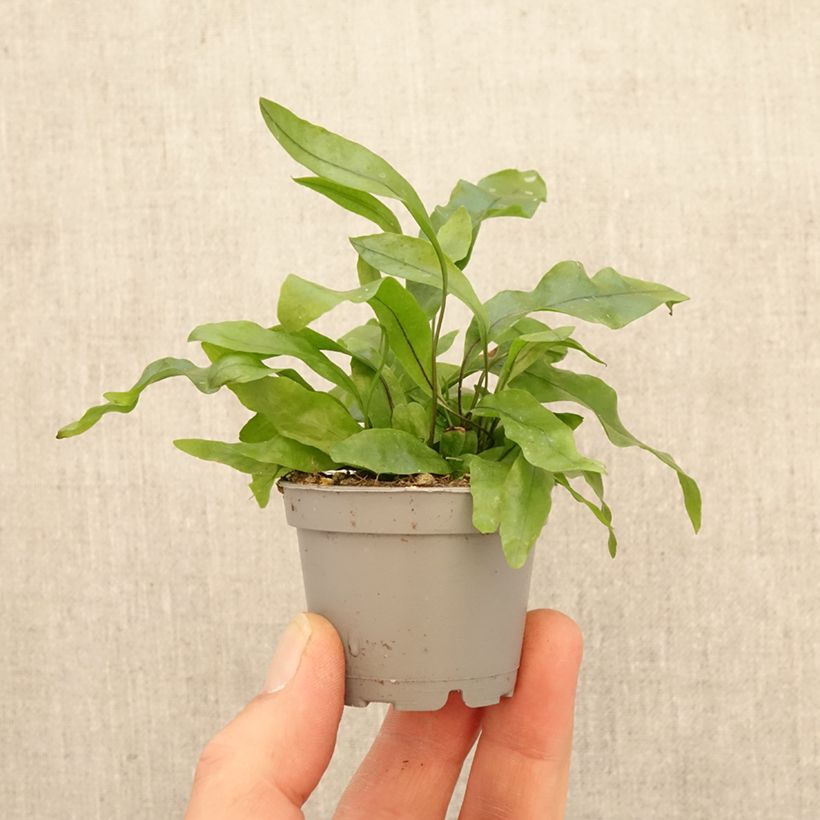 Microsorum pteropus  - Fougère de Java mini plant sample as delivered in spring