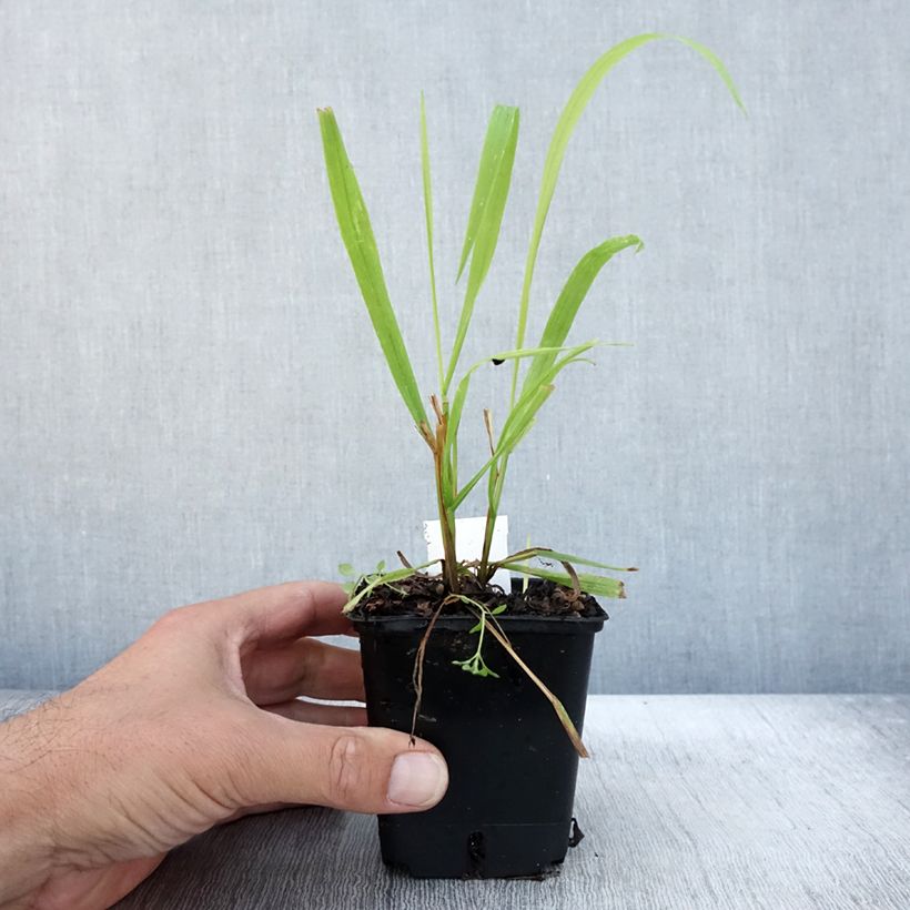 Milium effusum Aureum 8/9 cm pot sample as delivered in autumn