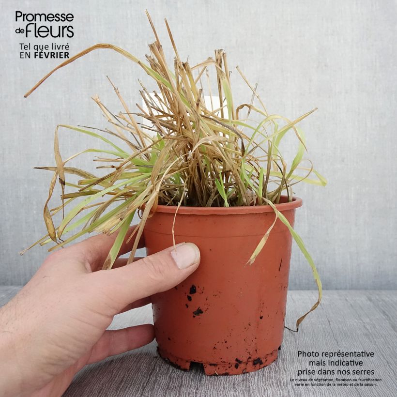 Milium effusum Aureum 1L/1.5L pot sample as delivered in winter