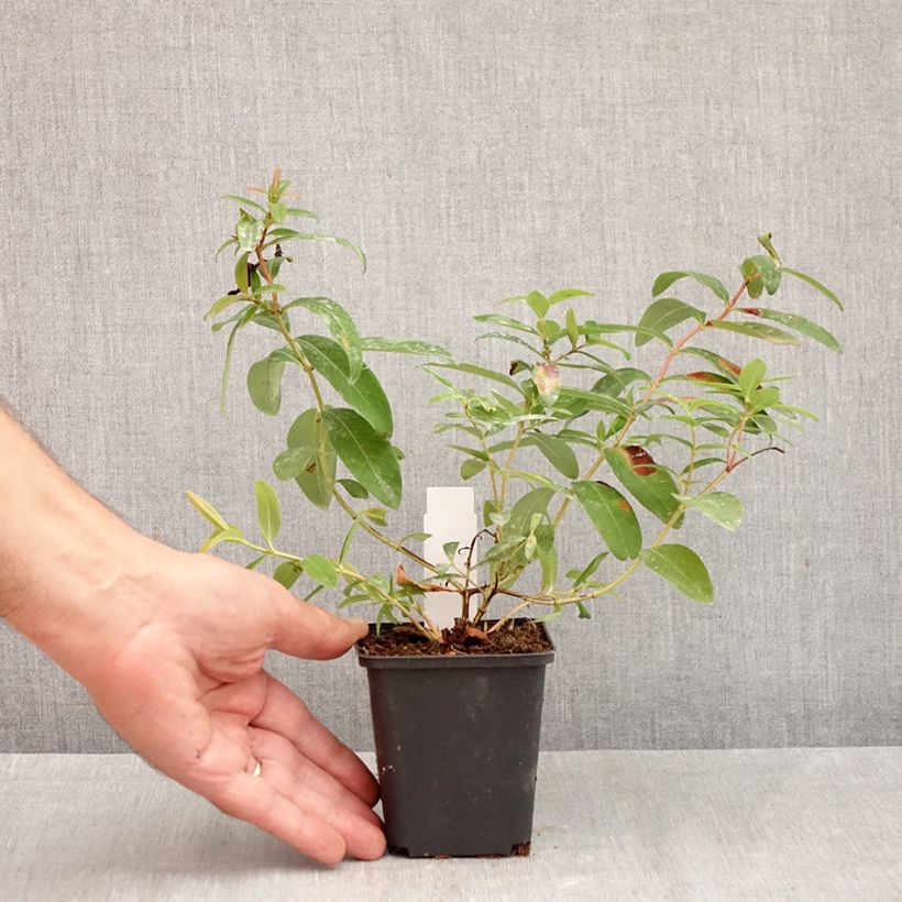 Hypericum calycinum - St. John's wort 7/8 cm pot sample as delivered in autumn