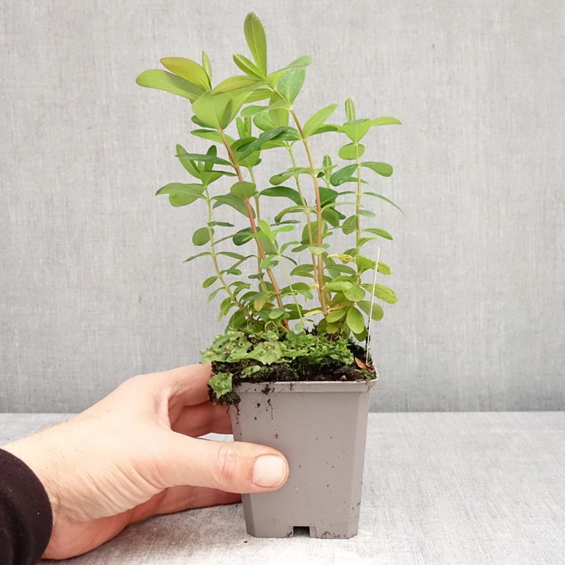 Hypericum calycinum - St. John's wort 7/8 cm pot sample as delivered in spring