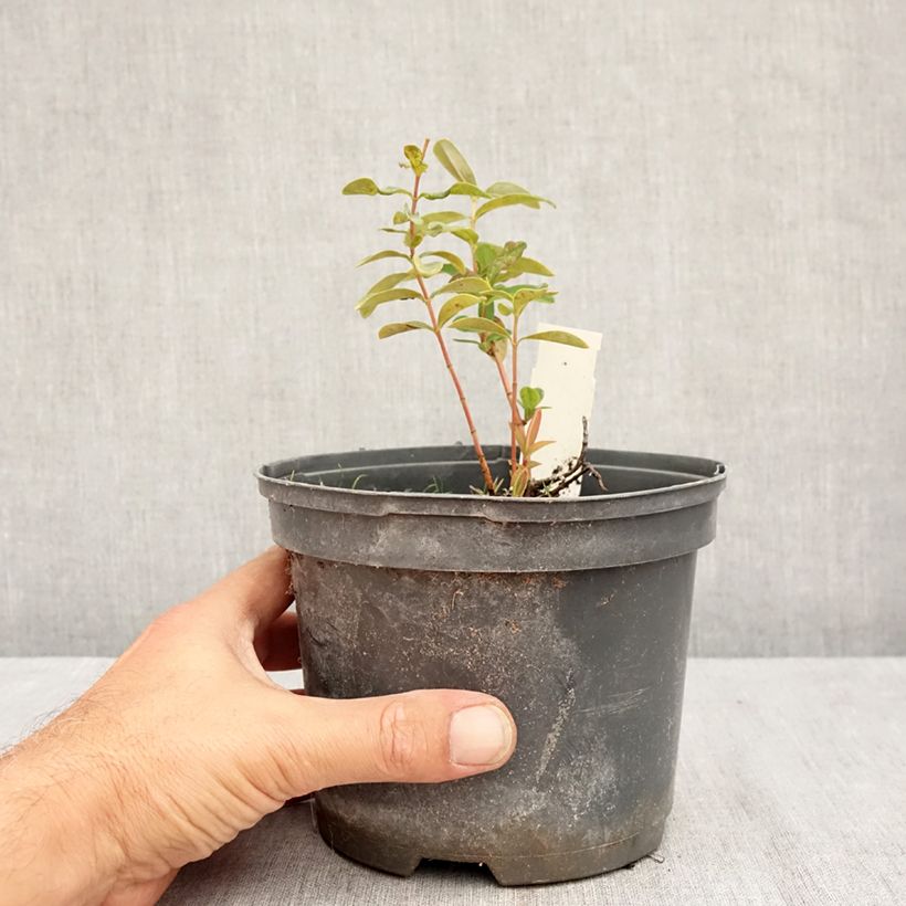 Hypericum calycinum - St. John's wort 2L/3L pot sample as delivered in summer