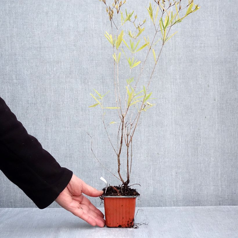 Hypericum densiflorum Buttercup - St. John's wort 8/9 cm pot sample as delivered in autumn