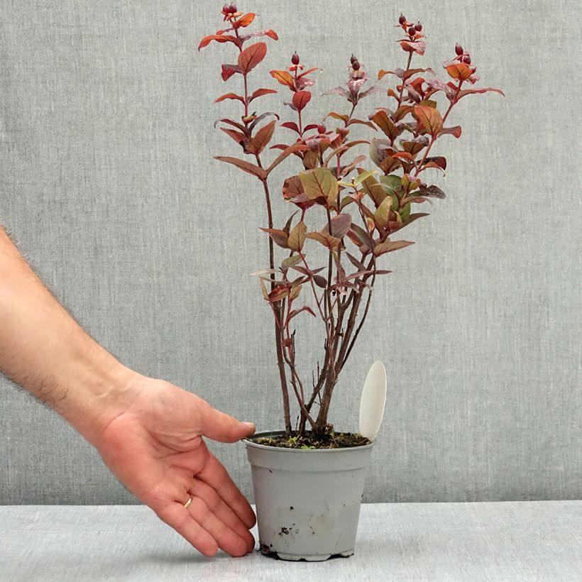 Hypericum Miracle Night - St. John's wort 12cm pot sample as delivered in summer