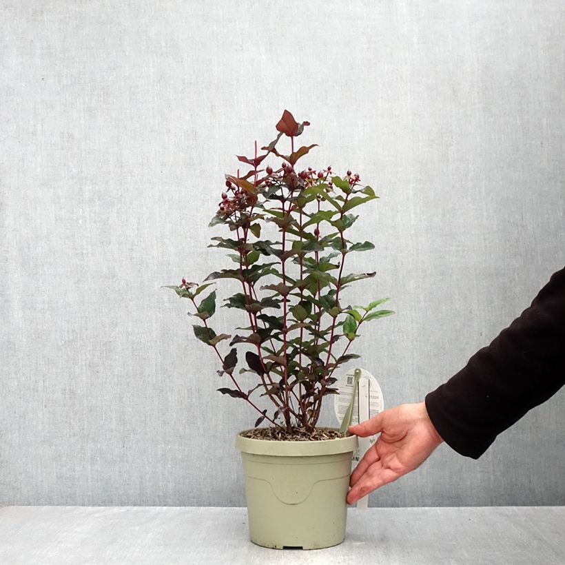 Hypericum Miracle Night - St. John's wort 3L/4L pot sample as delivered in autumn