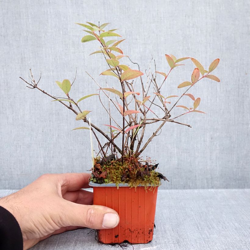 Hypericum x moserianum Tricolor - St. John's wort 8/9 cm pot sample as delivered in autumn