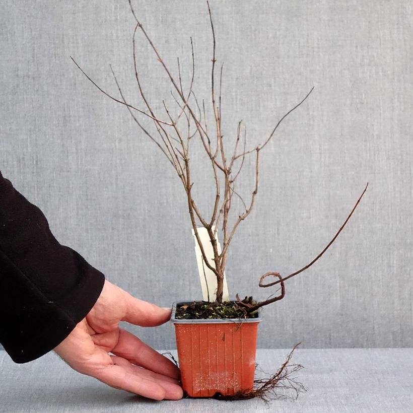 Hypericum x moserianum Tricolor - St. John's wort 8/9 cm pot sample as delivered in winter