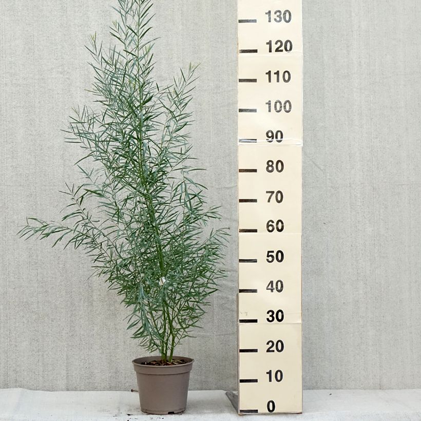 Acacia iteaphylla 4L/5L pot sample as delivered in autumn