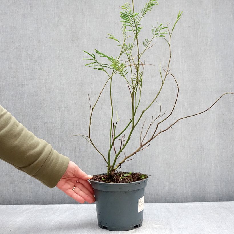 Acacia dealbata 2L/3L pot sample as delivered in winter