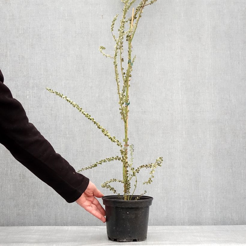 Acacia pravissima 3L/4L pot sample as delivered in winter