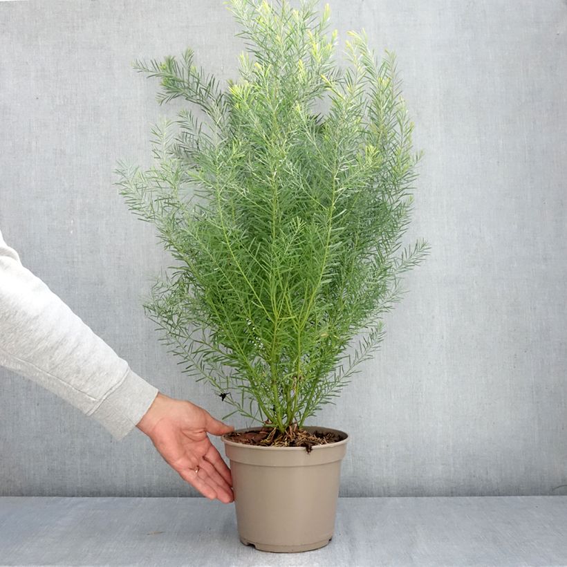 Acacia boormanii 4L/5L pot sample as delivered in autumn