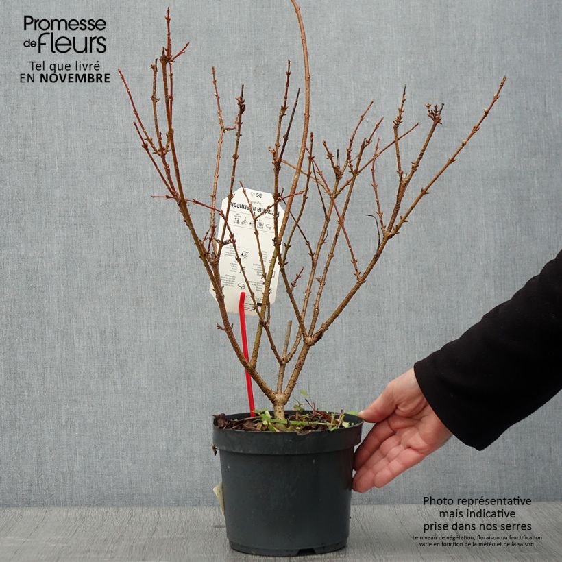 Forsythia intermedia Lynwood 2L/3L pot sample as delivered in autumn