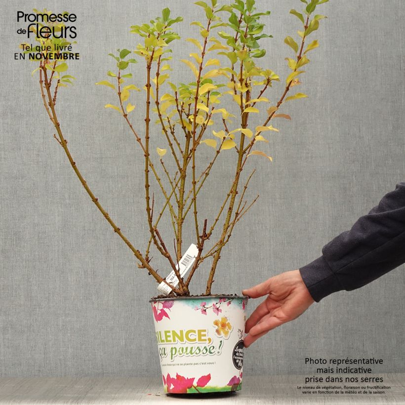 Forsythia intermedia MINDOR 4L/5L pot sample as delivered in autumn