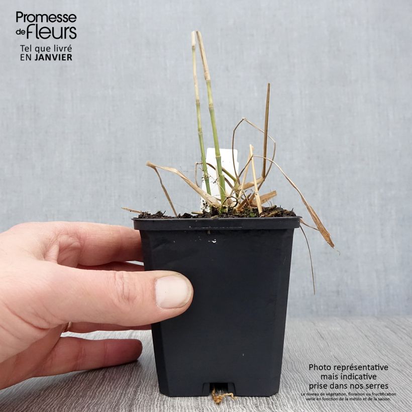 Miscanthus floridulus 8/9 cm pot sample as delivered in winter