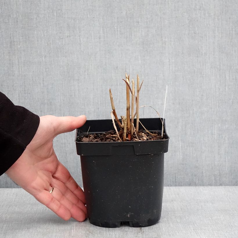 Miscanthus sacchariflorus 2L/3L pot sample as delivered in winter