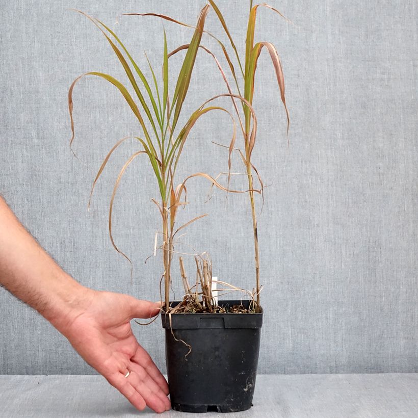 Miscanthus sacchariflorus 2L/3L pot sample as delivered in summer