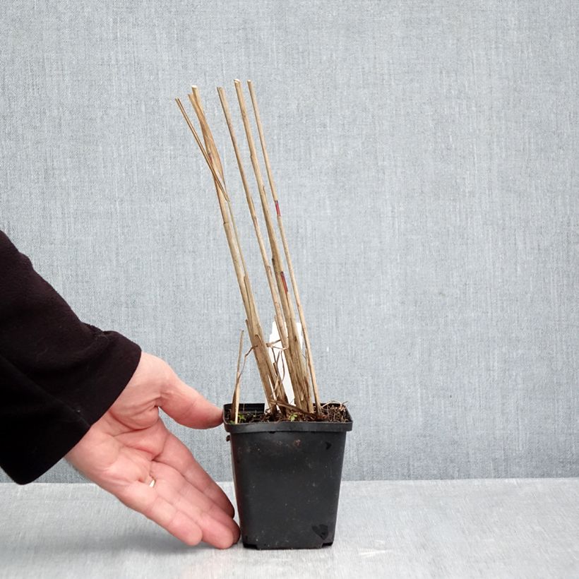 Miscanthus sinensis Afrika - Silvergrass 8/9 cm pot sample as delivered in autumn