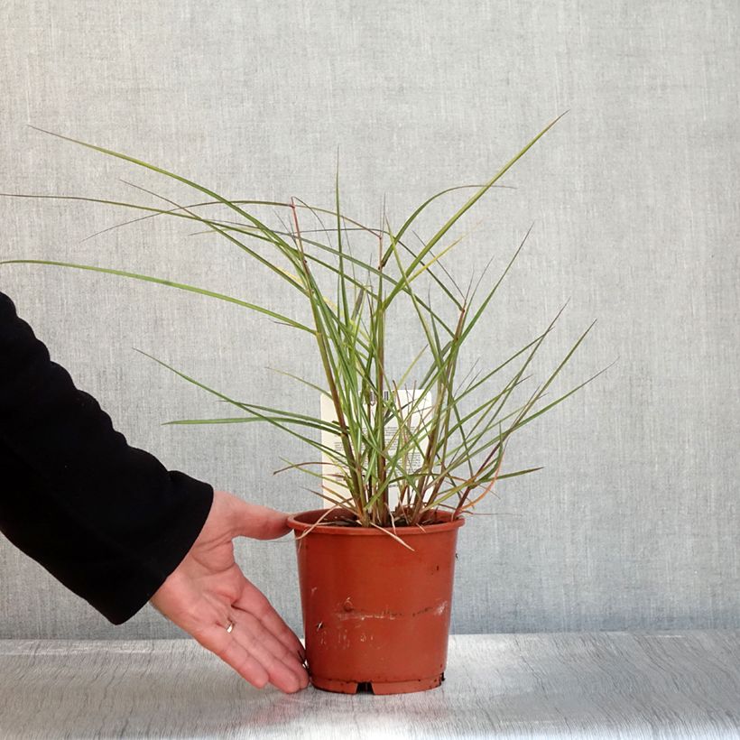 Miscanthus sinensis Aperitiv - Silvergrass 1L/1.5L pot sample as delivered in autumn