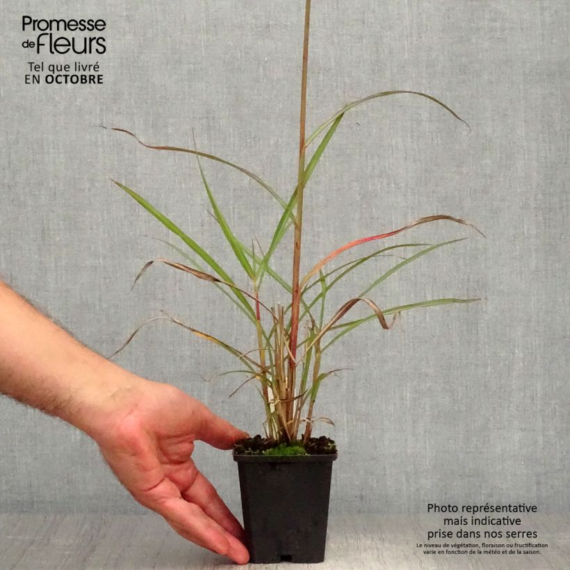 Miscanthus sinensis Boucle - Silvergrass 1.5L/2L pot sample as delivered in autumn