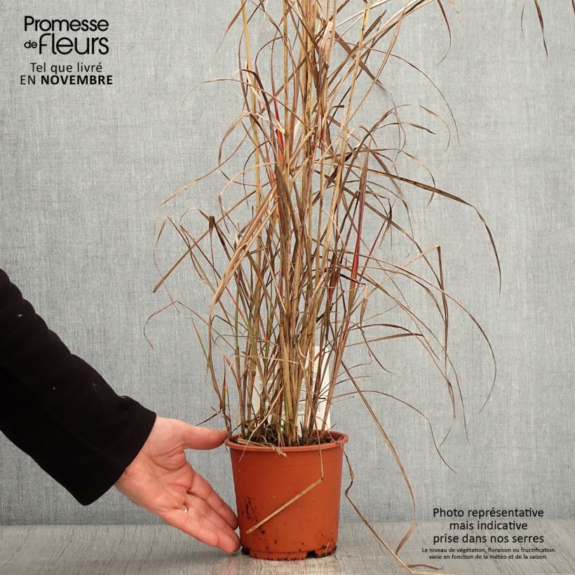 Miscanthus sinensis China - Silvergrass 1L/1.5L pot sample as delivered in autumn