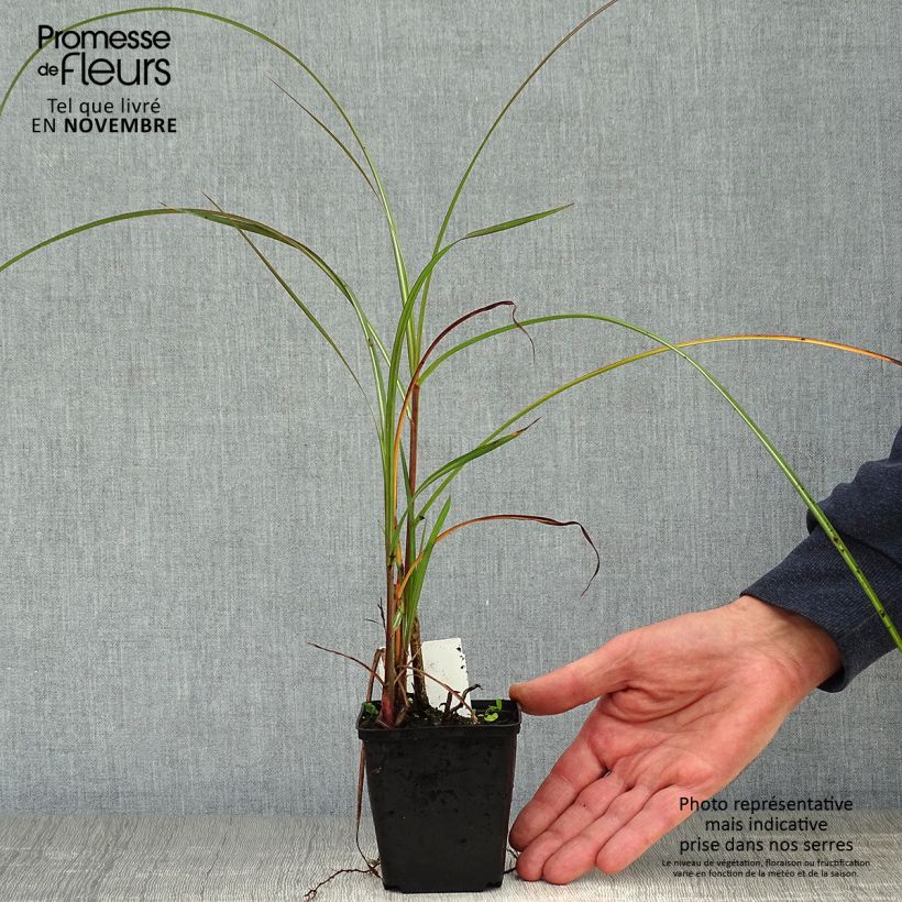 Miscanthus sinensis China - Silvergrass 8/9 cm pot sample as delivered in autumn