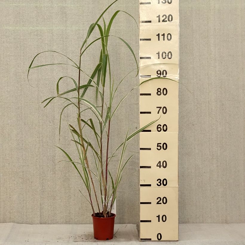 Miscanthus sinensis var. condensatus Cosmopolitan - Silvergrass 1L/1.5L pot sample as delivered in autumn