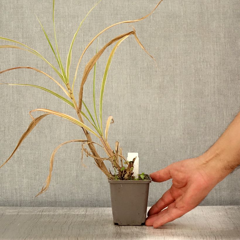 Miscanthus sinensis var. condensatus Cosmopolitan - Silvergrass 8/9 cm pot sample as delivered in autumn