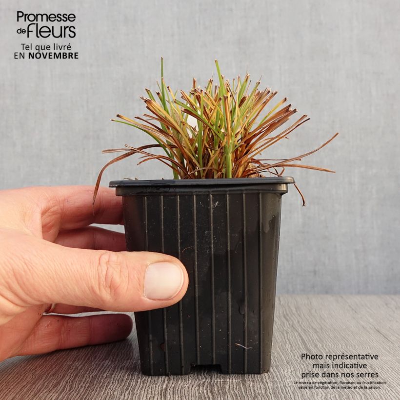 Miscanthus sinensis Cute One - Silvergrass 8/9 cm pot sample as delivered in autumn