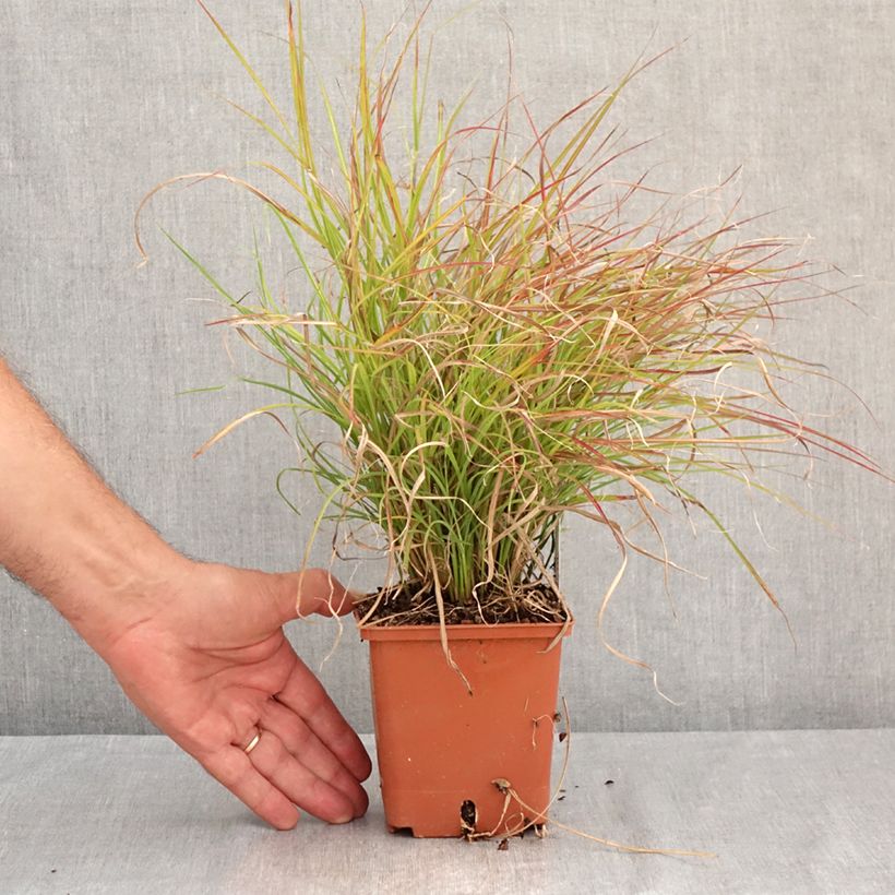 Miscanthus sinensis Cute One - Silvergrass 1L/1.5L pot sample as delivered in summer