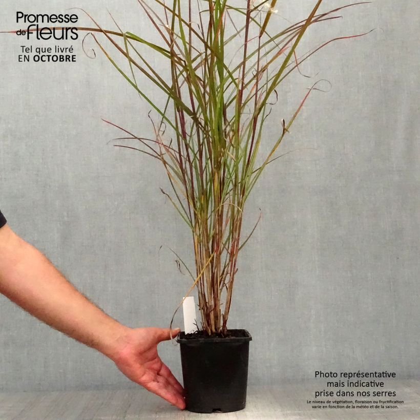 Miscanthus sinensis Dronning Ingrid - Silvergrass 8/9 cm pot sample as delivered in autumn