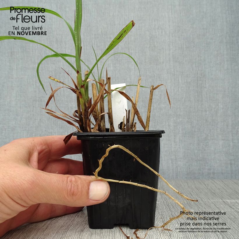 Miscanthus sinensis Emmanuel Lepage - Silvergrass 8/9 cm pot sample as delivered in autumn