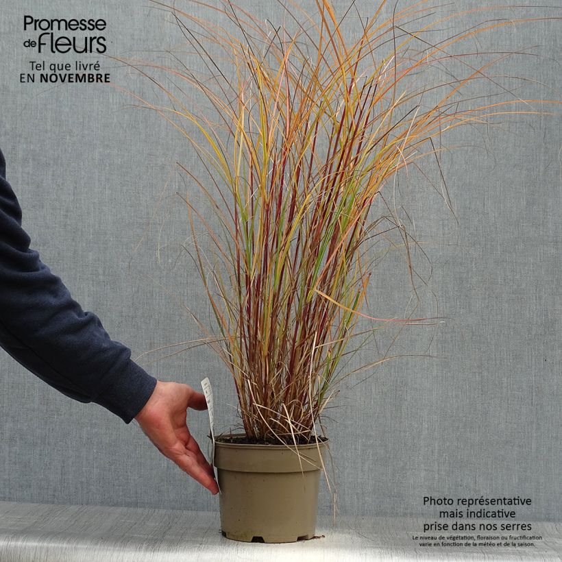 Miscanthus sinensis Flamingo - Silvergrass 2L/3L pot sample as delivered in autumn