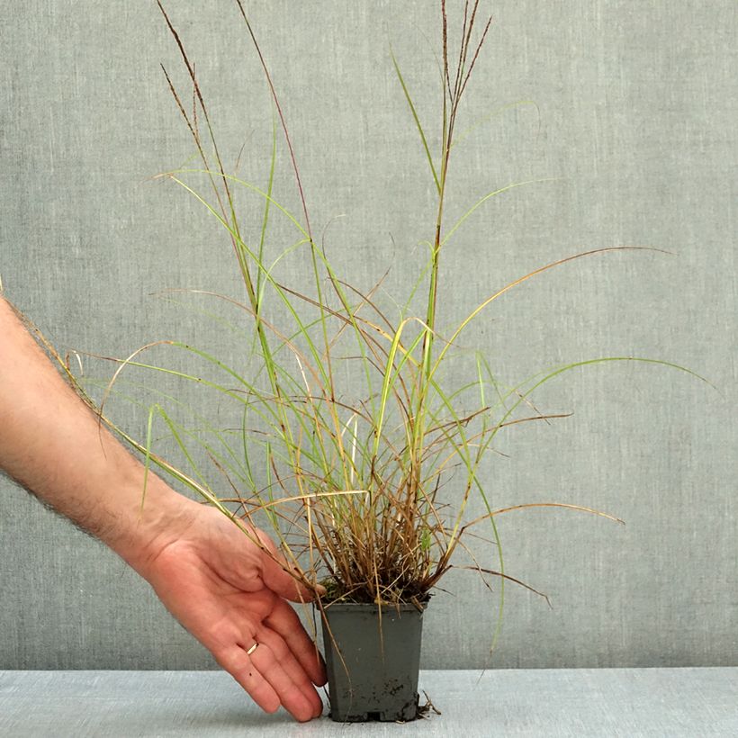Miscanthus sinensis Gnome - Silvergrass 8/9 cm pot sample as delivered in autumn