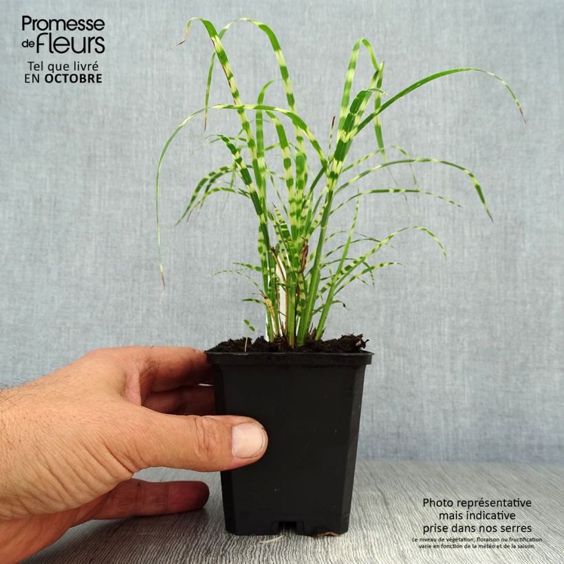 Miscanthus sinensis Gold Bar - Silvergrass 8/9 cm pot sample as delivered in autumn