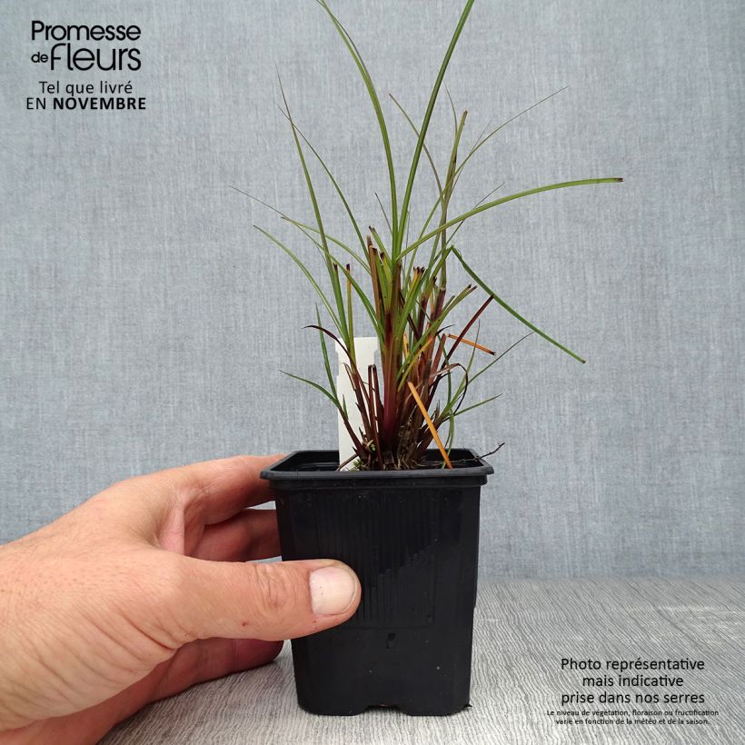 Miscanthus sinensis Gracillimus - Silvergrass 8/9 cm pot sample as delivered in autumn