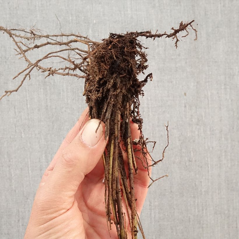 Miscanthus sinensis Gracillimus - Silvergrass Bare root sample as delivered in winter