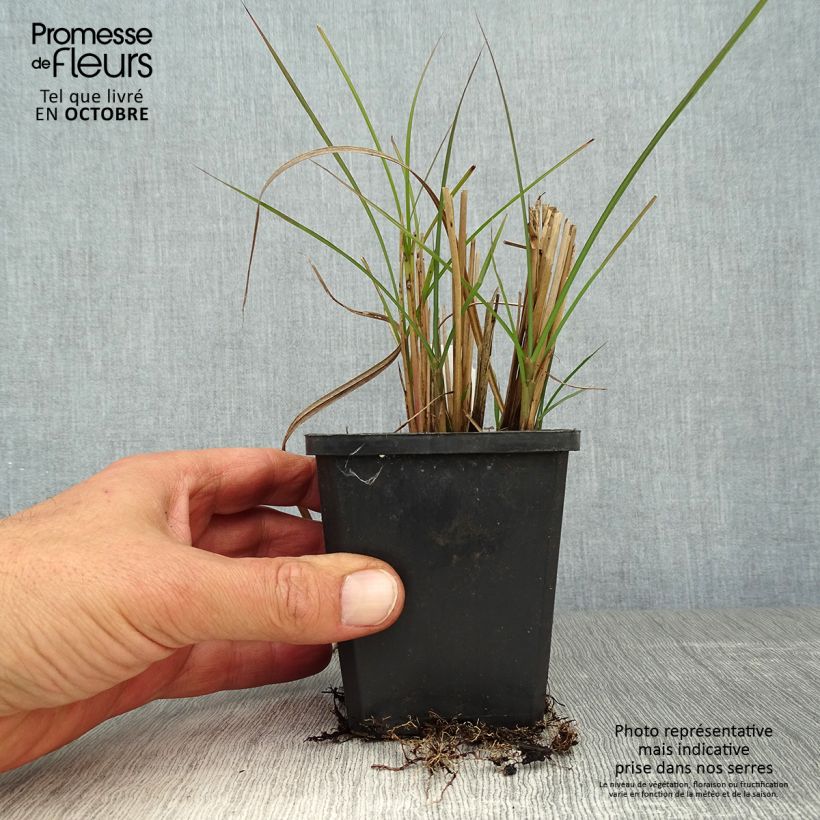 Miscanthus sinensis Graziella - Silvergrass 8/9 cm pot sample as delivered in autumn